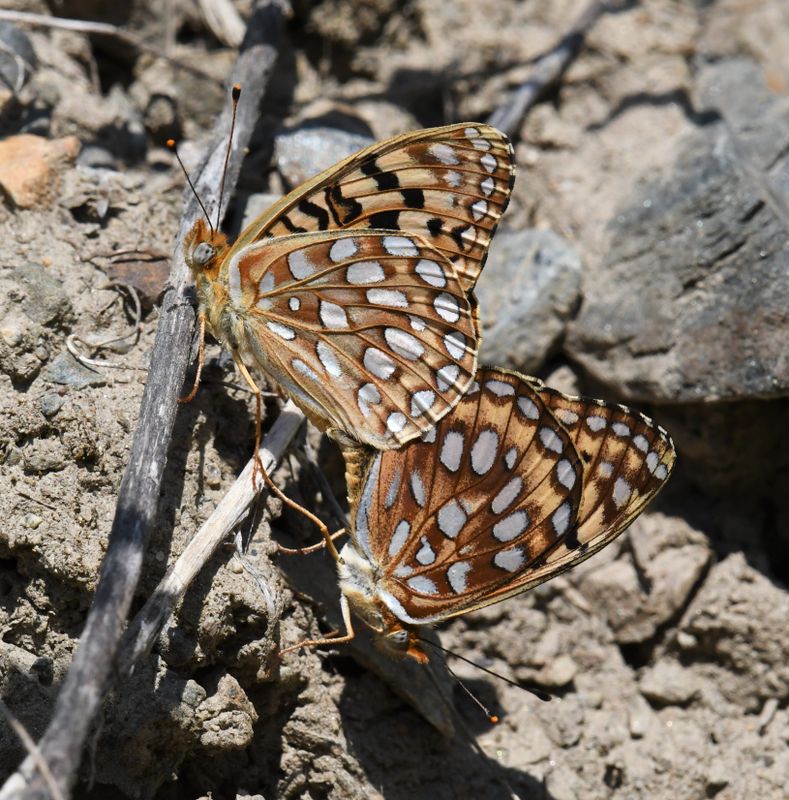 Zerene Fritillary: Speyeria zerene
