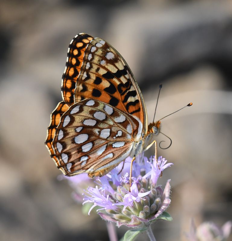 Zerene Fritillary: Speyeria zerene