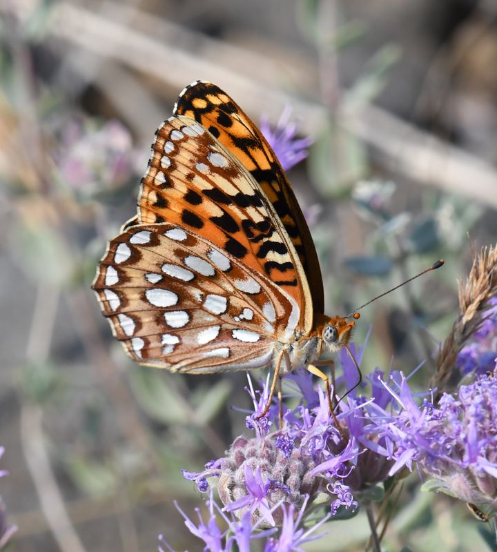 Zerene Fritillary: Speyeria zerene