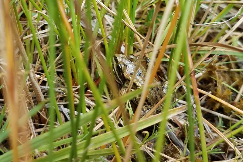 Frog, Wood