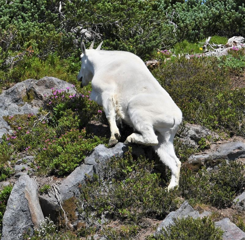 Mountain Goat