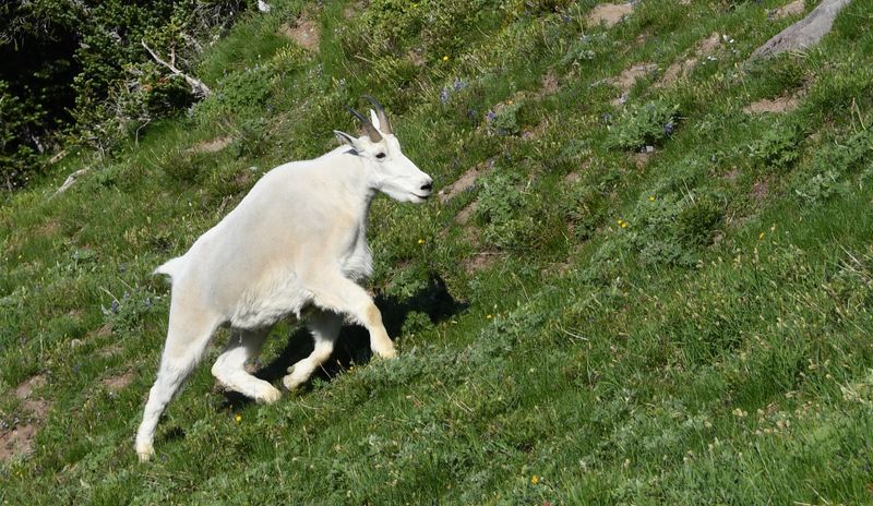 Goat, Mountain