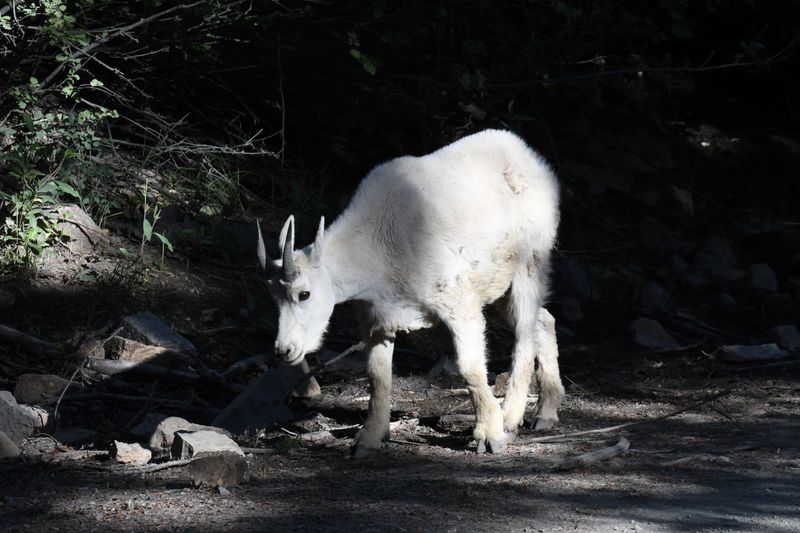 Mountain Goat