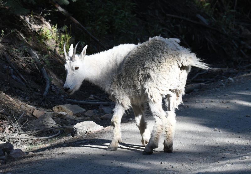 Goat, Mountain