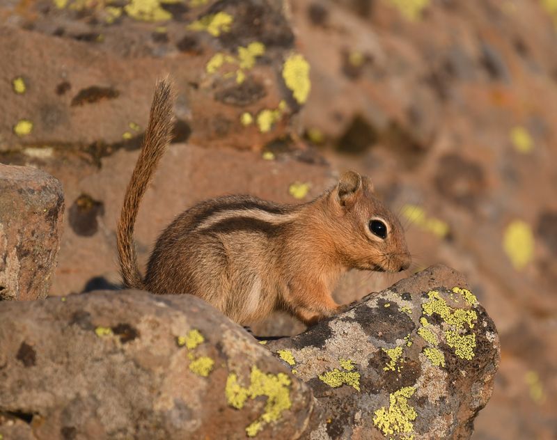 Golden-mantled Ground Squirrel