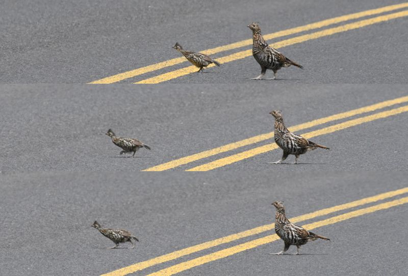 Ruffed Grouse