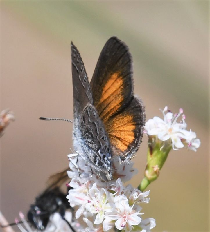Behr's Hairstreak: Satyrium behrii