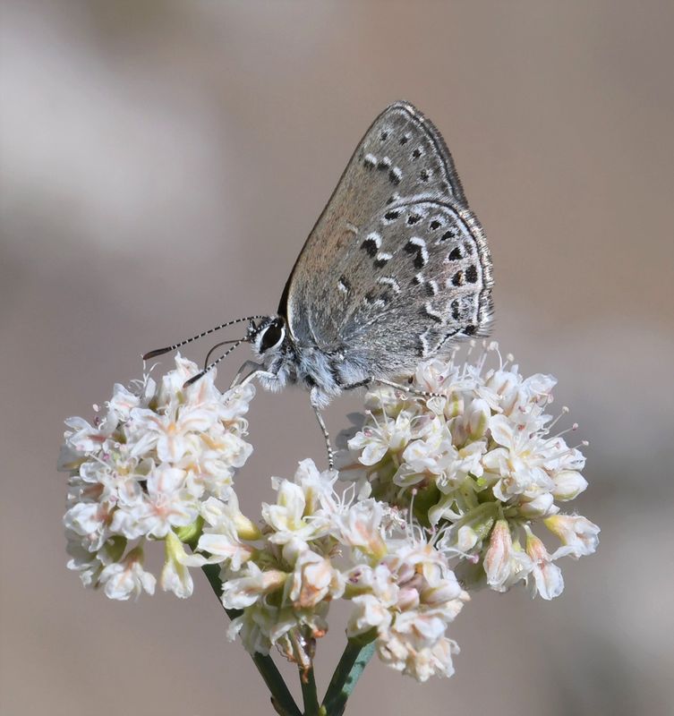 Behr's Hairstreak: Satyrium behrii
