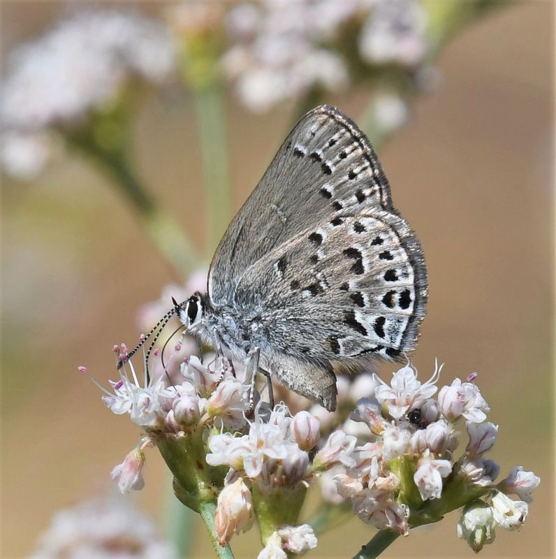 Behr's Hairstreak: Satyrium behrii