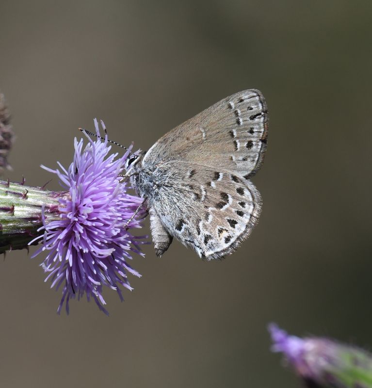 Behr's Hairstreak: Satyrium behrii