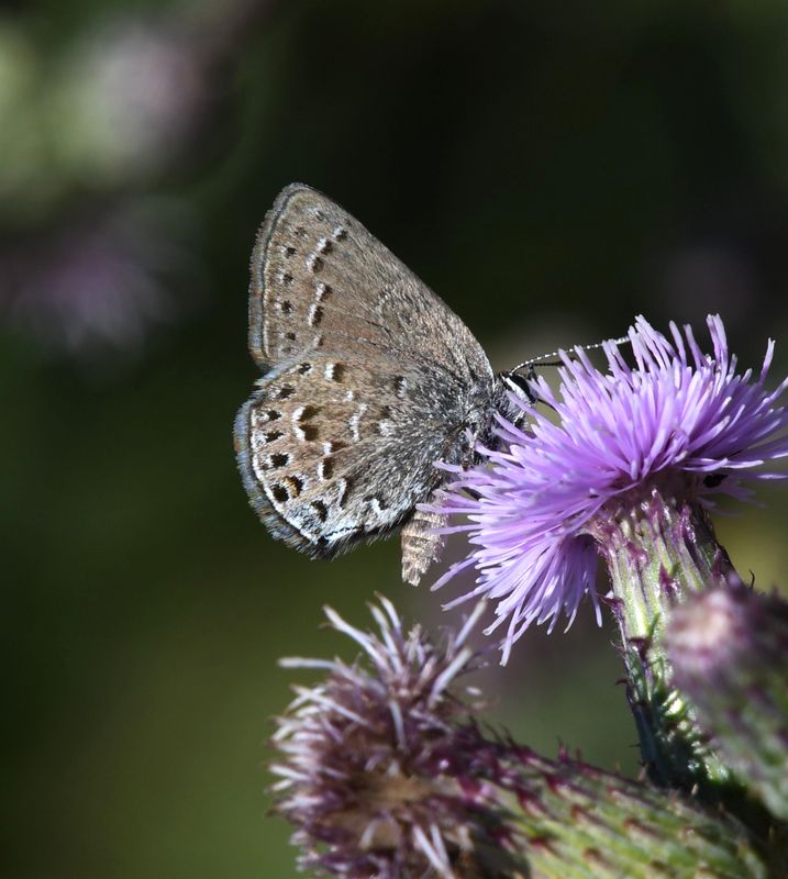 Behr's Hairstreak: Satyrium behrii