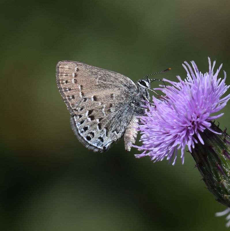 Behr's Hairstreak: Satyrium behrii