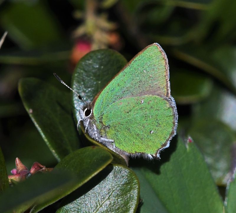 Bramble Green Elfin: Callophrys dumetorum