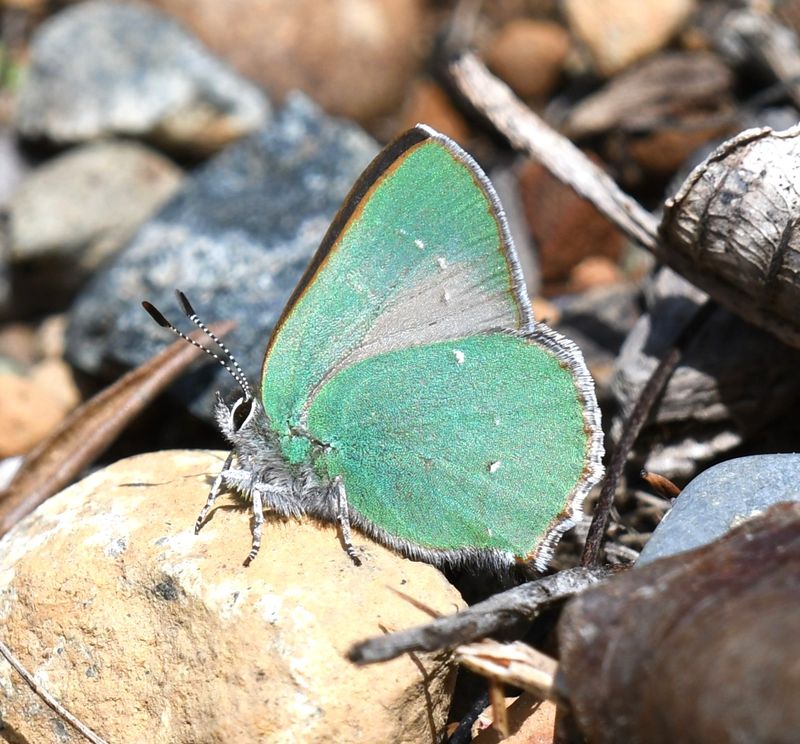 Bramble Green Elfin: Callophrys dumetorum
