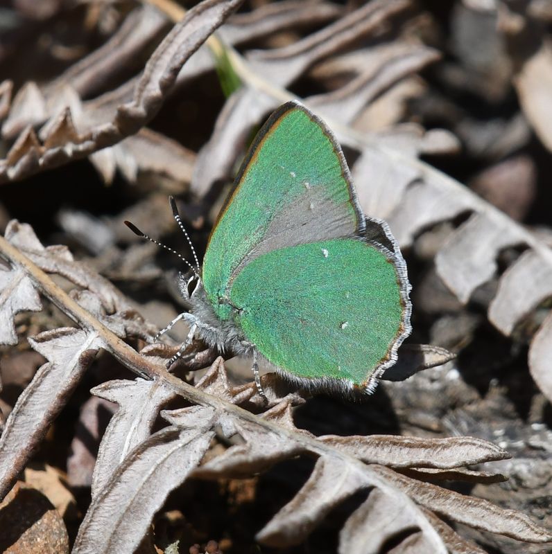 Bramble Green Elfin: Callophrys dumetorum