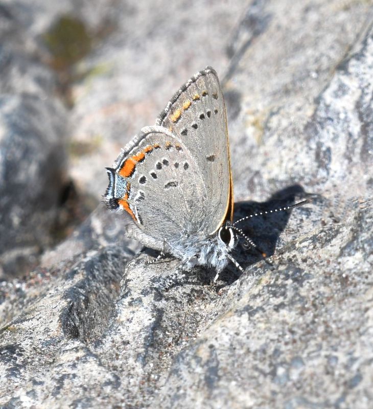 California Hairstreak: Satyrium californica