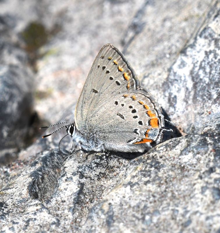 California Hairstreak: Satyrium californica