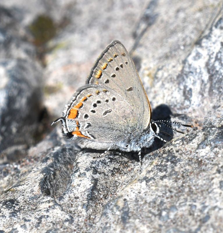 California Hairstreak: Satyrium californica