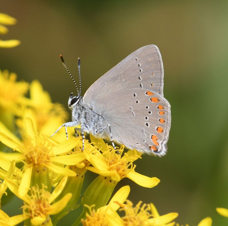 Coral Hairstreak: Satyrium titus