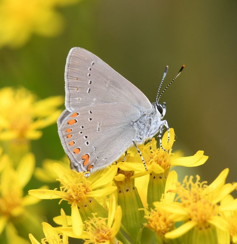 Coral Hairstreak: Satyrium titus
