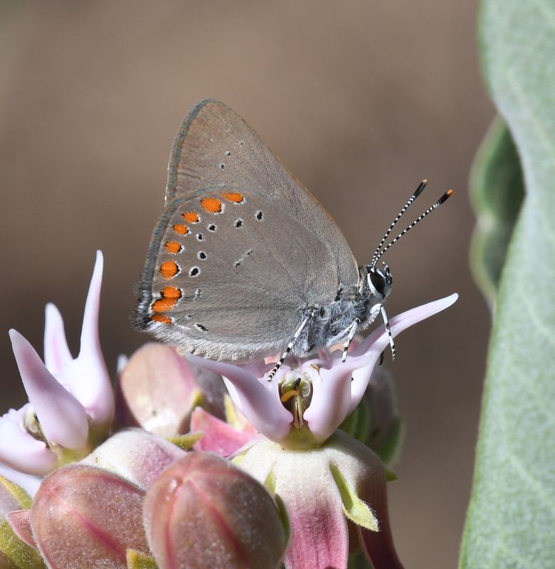 Coral Hairstreak: Satyrium titus