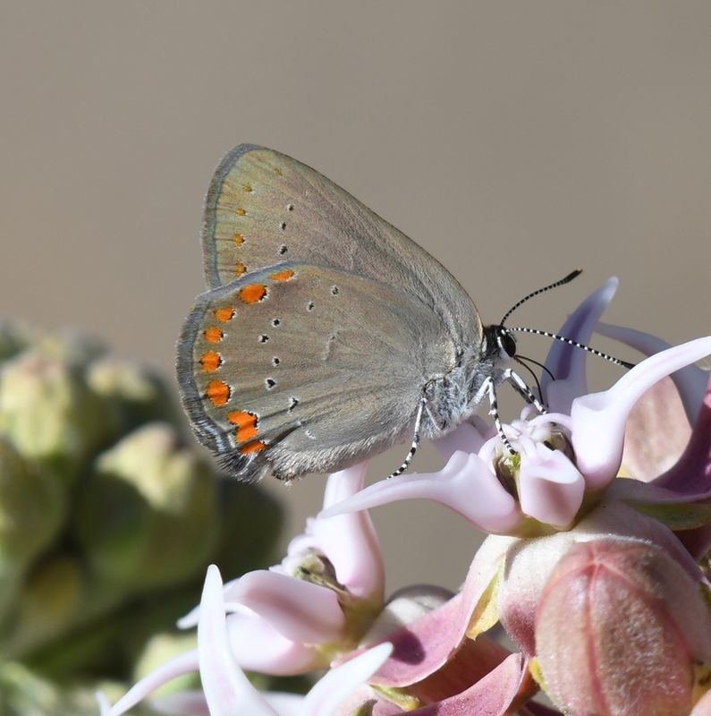 Coral Hairstreak: Satyrium titus