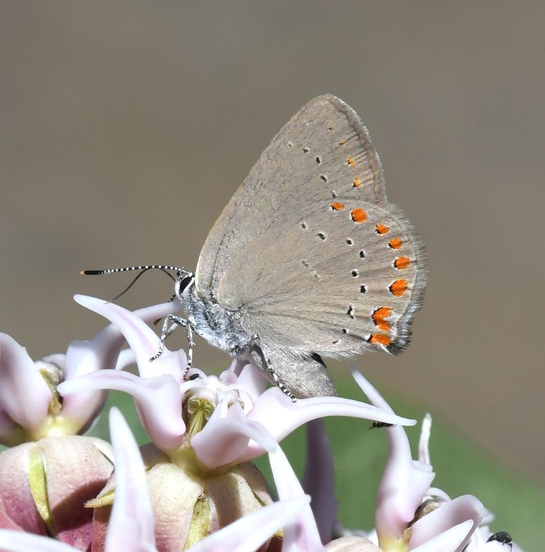 Coral Hairstreak: Satyrium titus