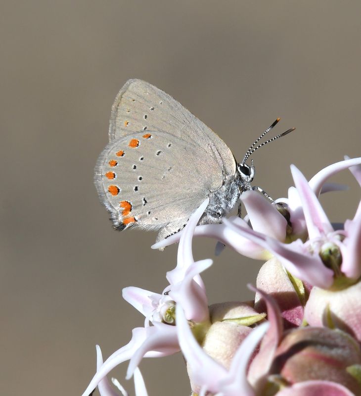 Coral Hairstreak: Satyrium titus