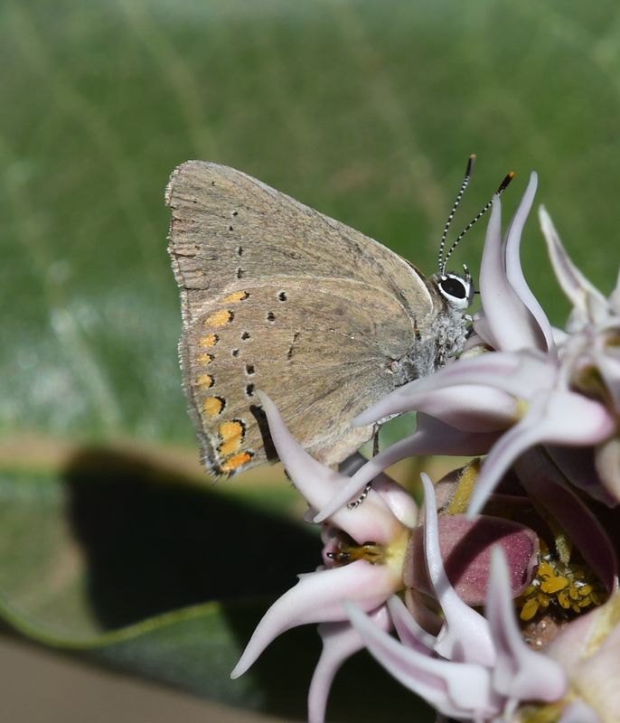 Coral Hairstreak: Satyrium titus