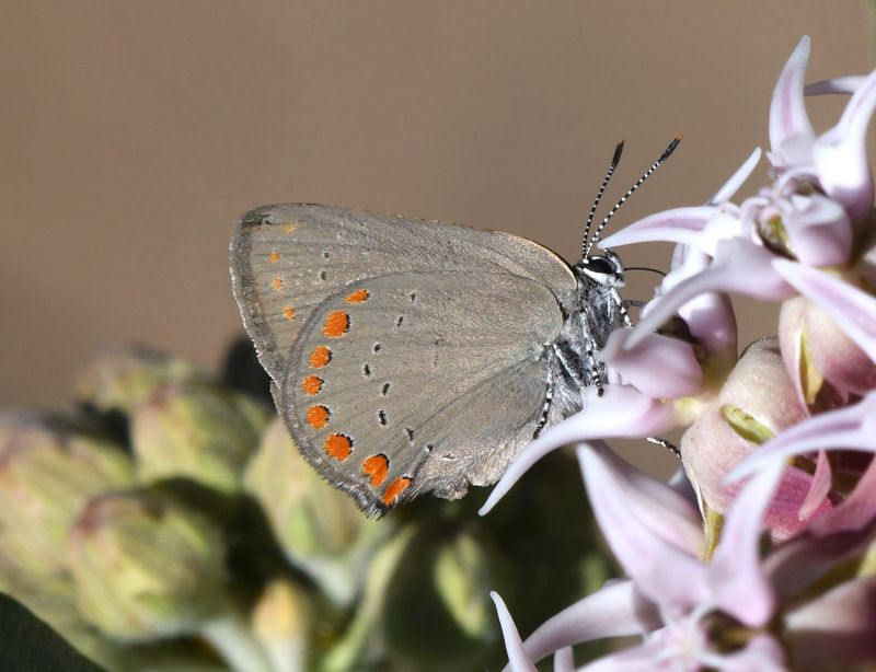 Coral Hairstreak: Satyrium titus