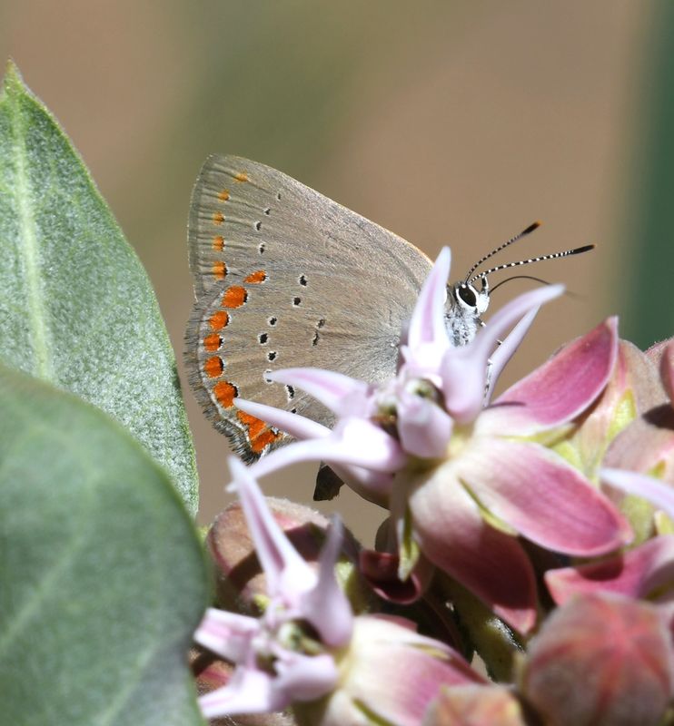 Coral Hairstreak: Satyrium titus