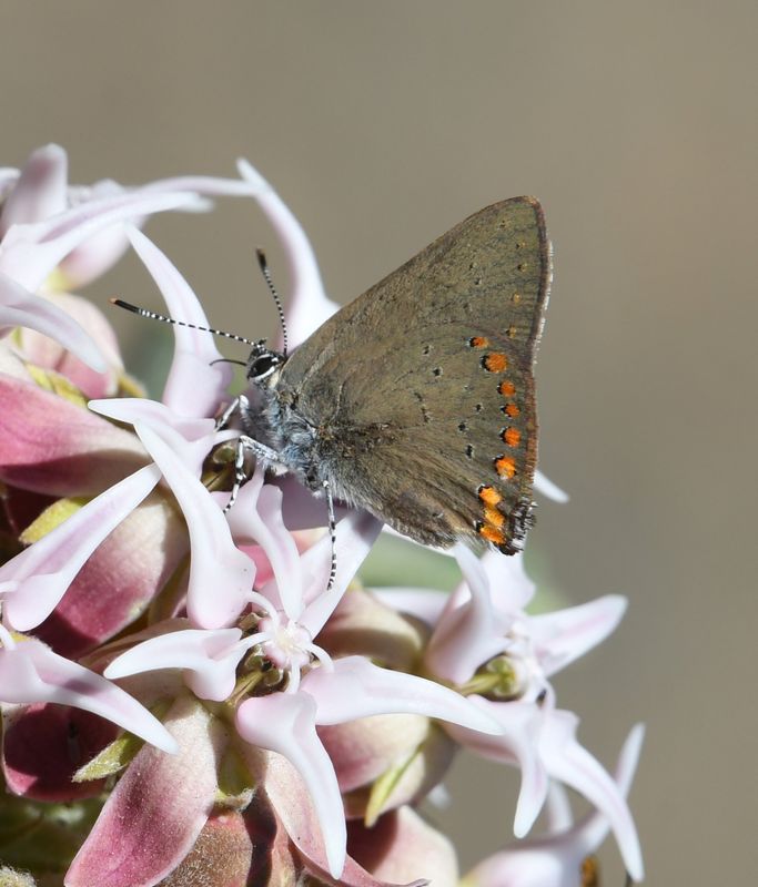 Coral Hairstreak: Satyrium titus