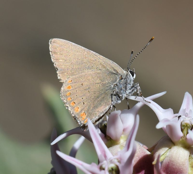 Coral Hairstreak: Satyrium titus