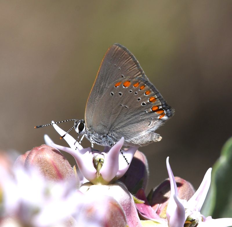 Coral Hairstreak: Satyrium titus