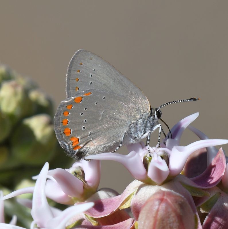 Coral Hairstreak: Satyrium titus