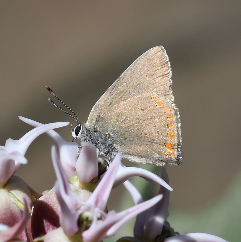 Coral Hairstreak: Satyrium titus