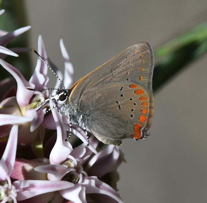 Coral Hairstreak: Satyrium titus