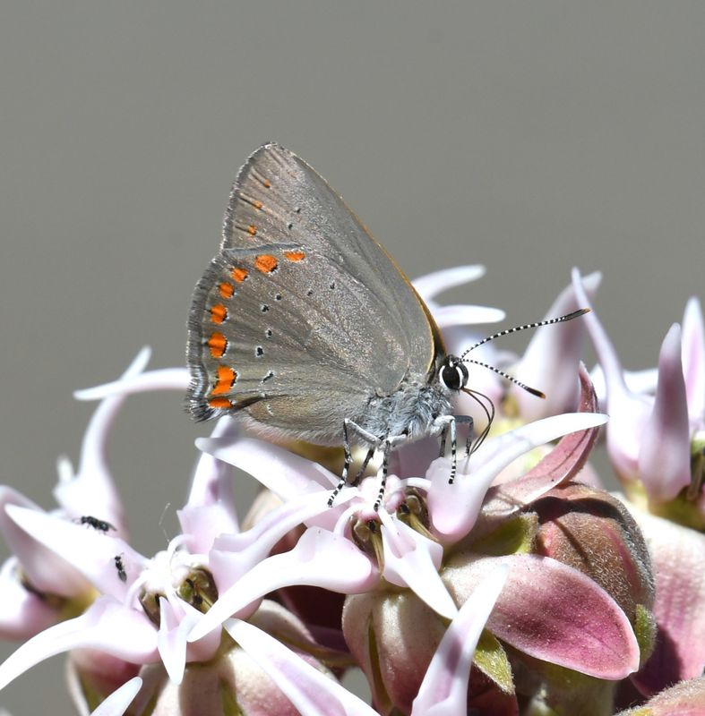 Coral Hairstreak: Satyrium titus