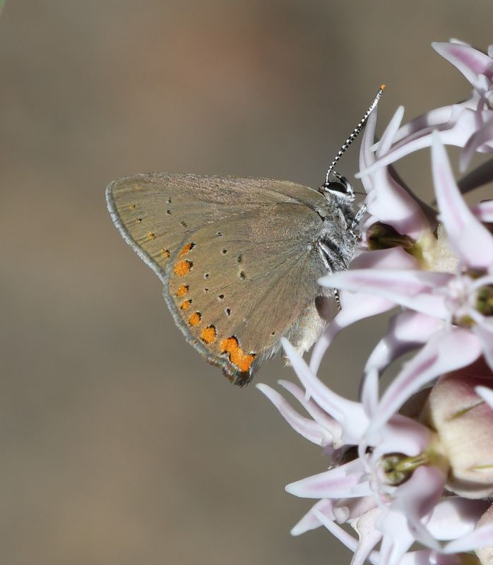 Coral Hairstreak: Satyrium titus