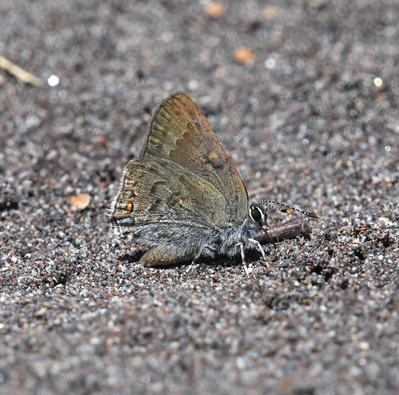 Goldhunter's Hairstreak: Satyrium auretorum