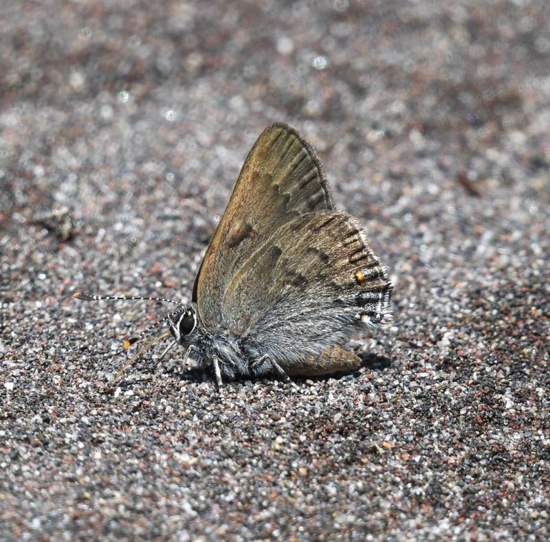 Goldhunter's Hairstreak: Satyrium auretorum