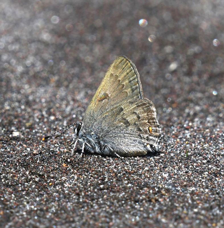 Goldhunter's Hairstreak: Satyrium auretorum