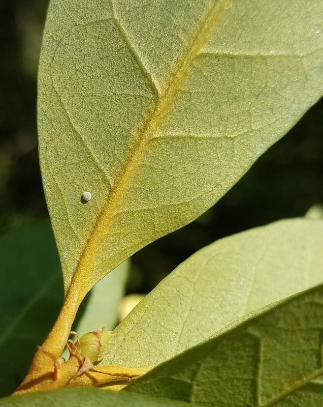 Golden Hairstreak: Habrodais grunus