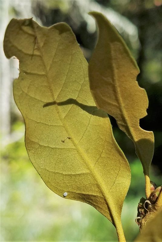 Golden Hairstreak: Habrodais grunus