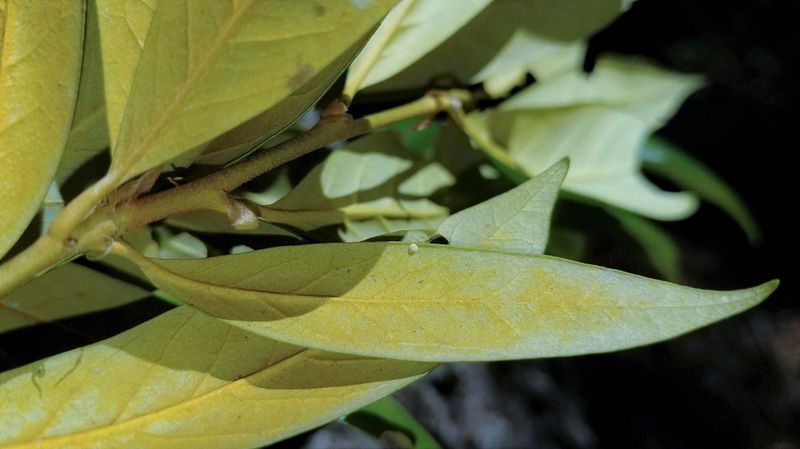 Golden Hairstreak: Habrodais grunus