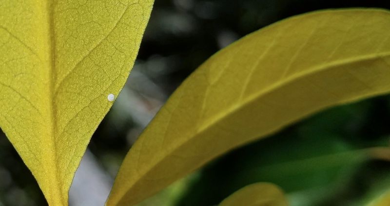Golden Hairstreak: Habrodais grunus