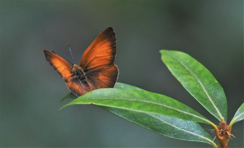 Golden Hairstreak: Habrodais grunus