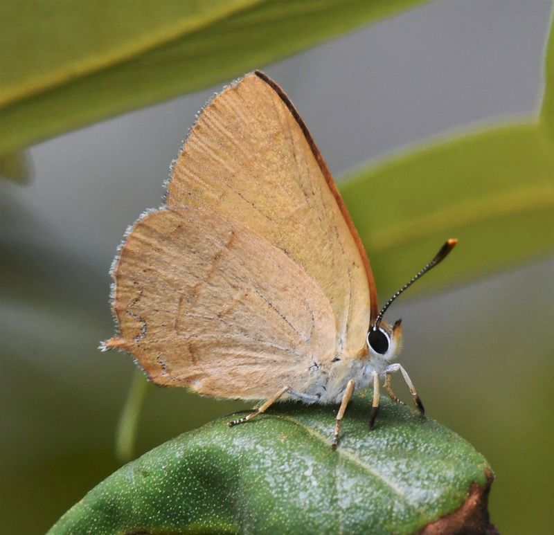 Golden Hairstreak: Habrodais grunus