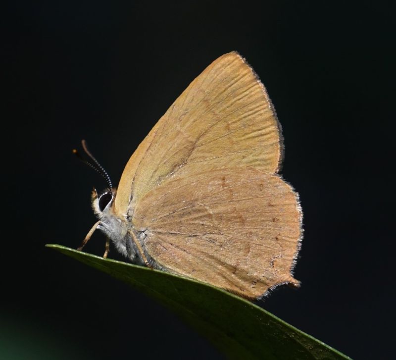 Golden Hairstreak: Habrodais grunus