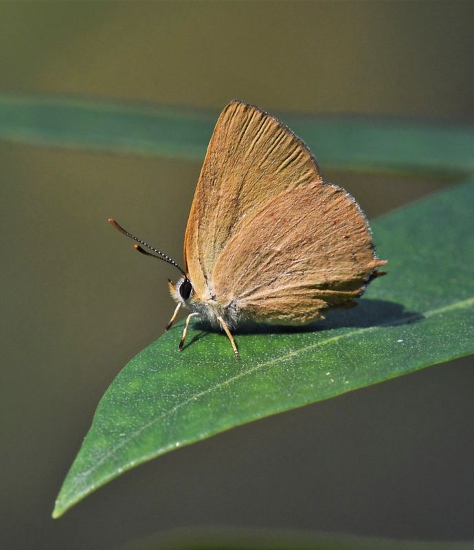 Golden Hairstreak: Habrodais grunus